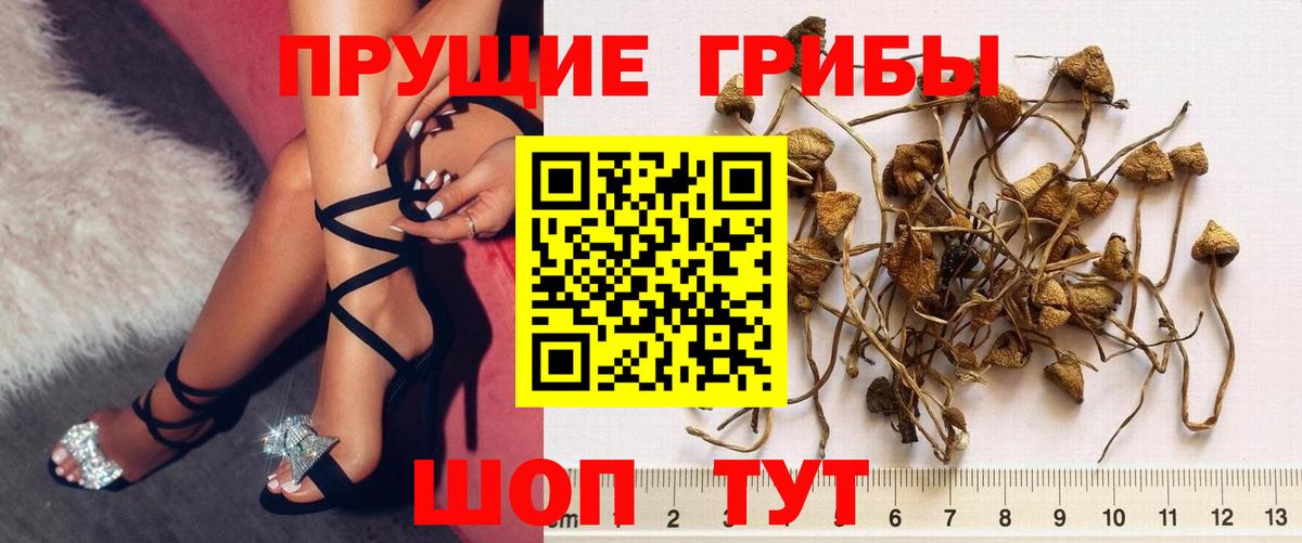 Артёмовский  Псилоцибиновые грибы MAGIC MUSHROOMS  Вход с VPN  Псилоцибиновые грибы GOLDEN TEACHER 